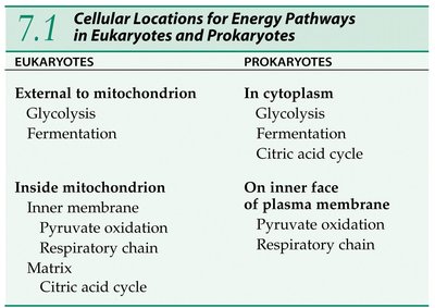 Cellular locations for energy pathways in eukaryotes and prokaryotes