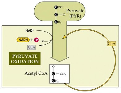 Pyruvate oxidation to acetyl-CoA