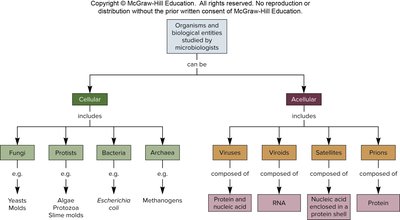 Classification of cellular and acellular microorganisms