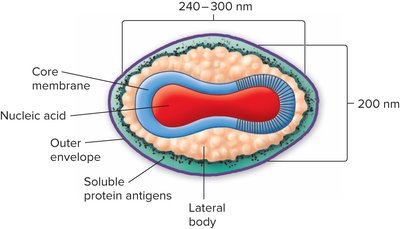 Structure of a complex virus (poxvirus)