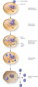 General steps of viral multiplication