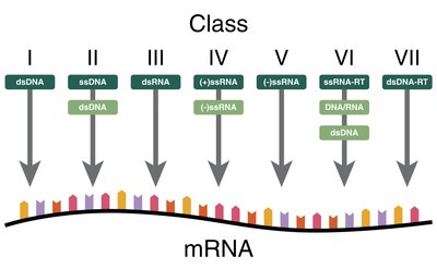 Baltimore classification of viral genome types and mRNA synthesis
