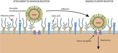 Viral attachment and entry to host cell receptors
