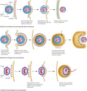 Mechanisms of viral entry: fusion and endocytosis