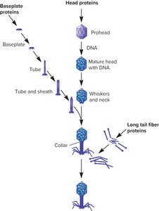 Assembly of bacteriophage components
