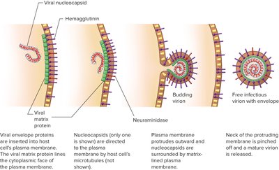 Release of enveloped viruses by budding