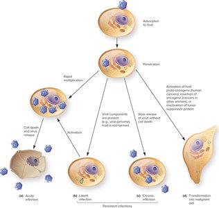 Types of viral infections in eukaryotic cells