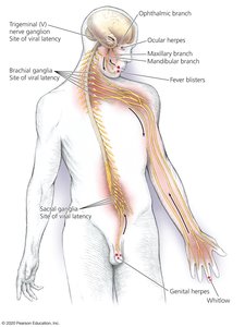 Sites of viral latency and herpes manifestations