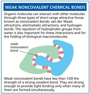 Hydrogen bond between water molecules