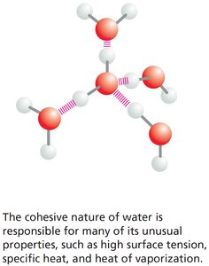 Cohesive nature of water due to hydrogen bonding