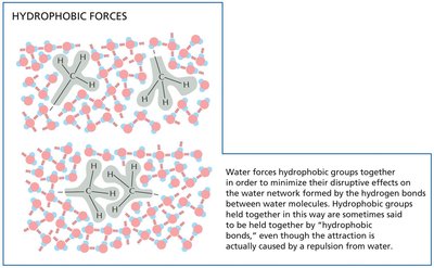 Hydrophobic forces in water