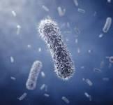 Bacteria