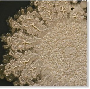 Microscope Slide Image 100X Bacillus
