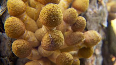 Honey fungus - the largest organism on Earth