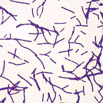Bacillus (Gram-Positive Bacilli)