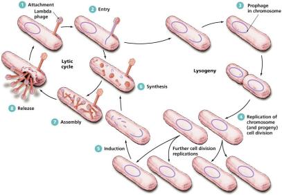Lysogenic cycle of bacteriophage