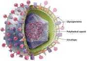 Mechanisms of animal virus entry: direct penetration, membrane fusion, phagocytosis