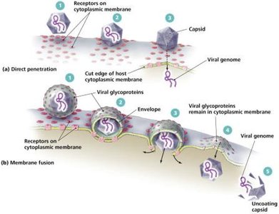 Phagocytosis entry mechanism for animal viruses