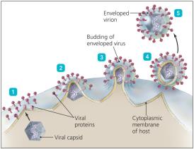 Budding of enveloped virus from host cell