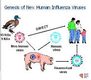 3D structure of influenza virus