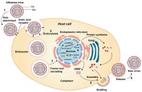 Antigenic shift and drift in influenza