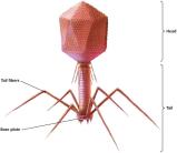 Diagram of a bacteriophage structure