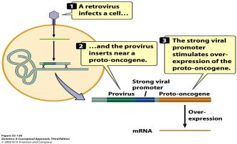 Retrovirus insertion near proto-oncogene