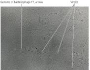Viroids under electron microscope