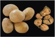 Effect of viroids on potatoes