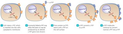 Prion propagation mechanism