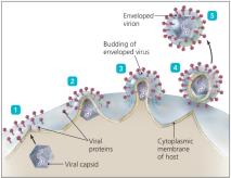 Budding of enveloped virus from host cell
