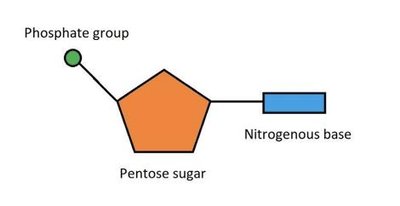 Structure of a nucleotide
