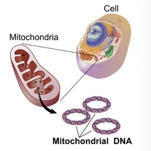 Mitochondrial DNA in eukaryotic cells