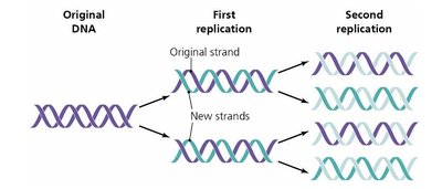 Semiconservative model of DNA replication