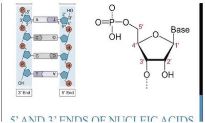 5' and 3' ends of nucleic acids