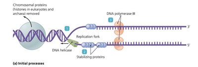 DNA replication fork and enzymes