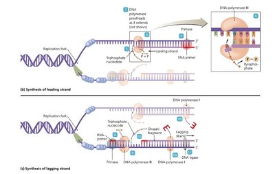 Synthesis of leading and lagging strands