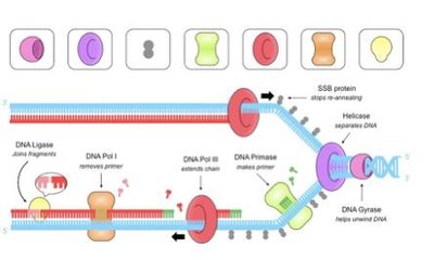 Replication proteins and their roles