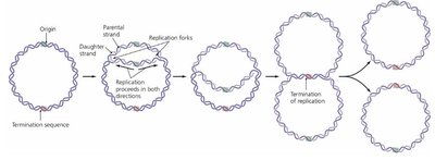 Bidirectionality of DNA replication in prokaryotes