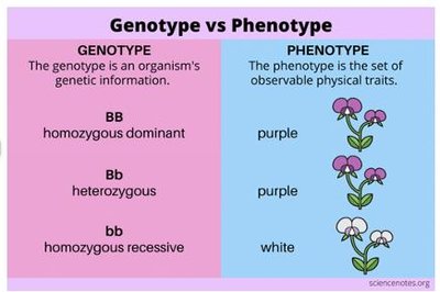 Genotype vs phenotype comparison