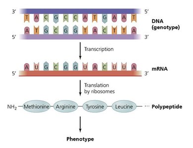 Central dogma: DNA to RNA to protein