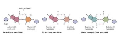 Base pairing in DNA and RNA