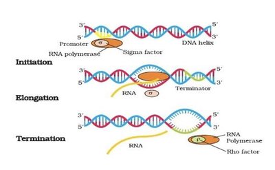 Steps of transcription: initiation, elongation, termination