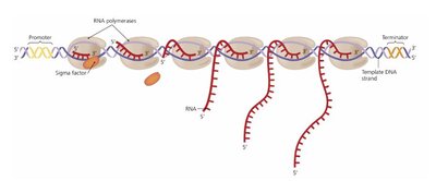 Concurrent RNA transcription
