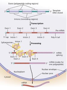 Processing of eukaryotic mRNA