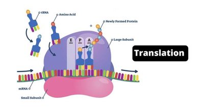 Translation process overview