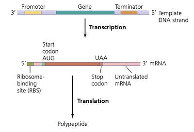 tRNA structure