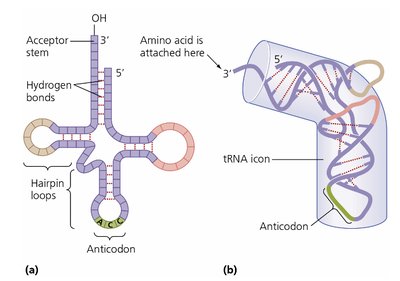 Ribosomal subunits and assembly