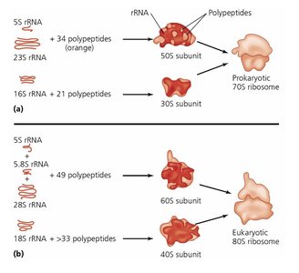 Ribosome structure and tRNA binding sites