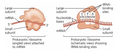 Stages of translation: initiation, elongation, termination